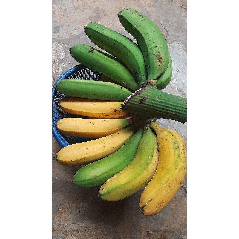 Jual Pisang Raja/Pisang Kampung (1 Sisir) matang di pokok | Shopee