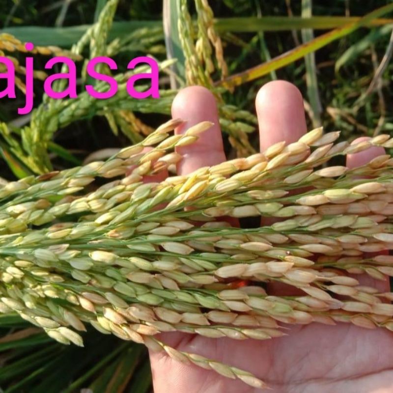 Jual BENIH PADI RAJASA 01 KEMASAN 5KG | Shopee Indonesia