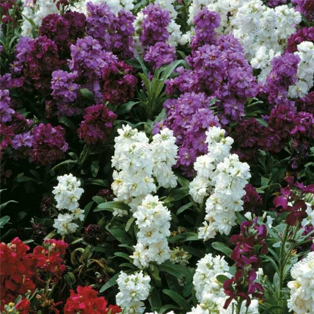 Jual Biji Bunga Matthiola Incana Ten Week Mix Color (Isi 5 biji ...