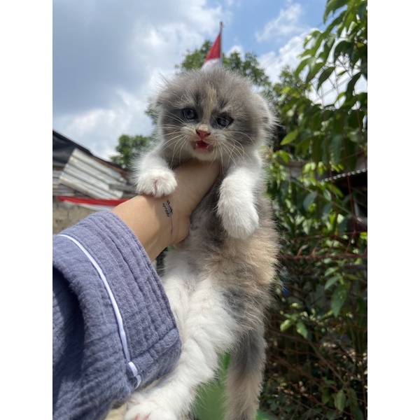 Jual KUCING KITTEN SCOTTISH FOLD || HIGHLAND FOLD || SF CALICO | Shopee ...