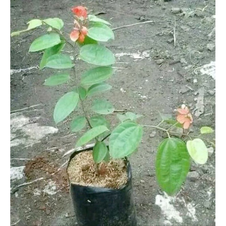 Jual Tanaman Hias Bauhinia/tanaman Rambat | Shopee Indonesia