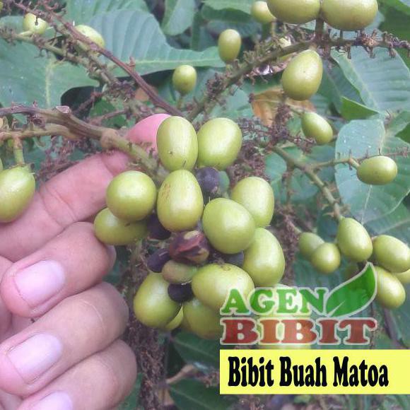 Jual U K Sale Bibit Buah Matoa Tanaman Buah Mirip Lengkeng Aroma