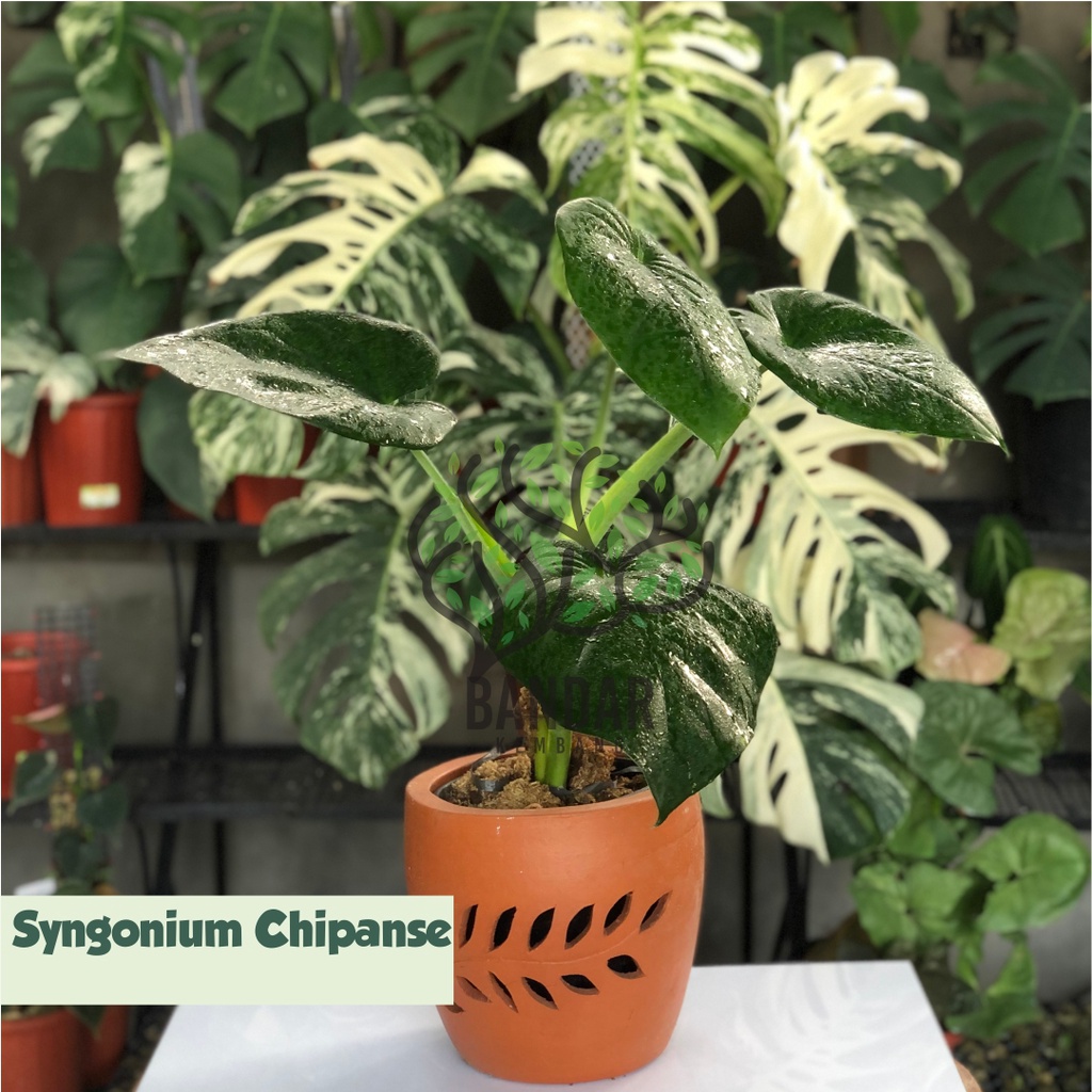 Jual Tanaman Hias Daun Tebal Syngonium Chipanse Tanaman Unik Hiasan