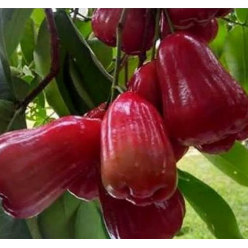 Jual Bibit Tanaman Pohon Jambu Air Citra Pohon Buah Jambu Air Citra Shopee Indonesia