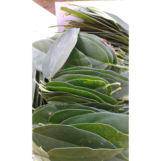 Jual Herbal Daun Cincau Segar Per Helai Shopee Indonesia