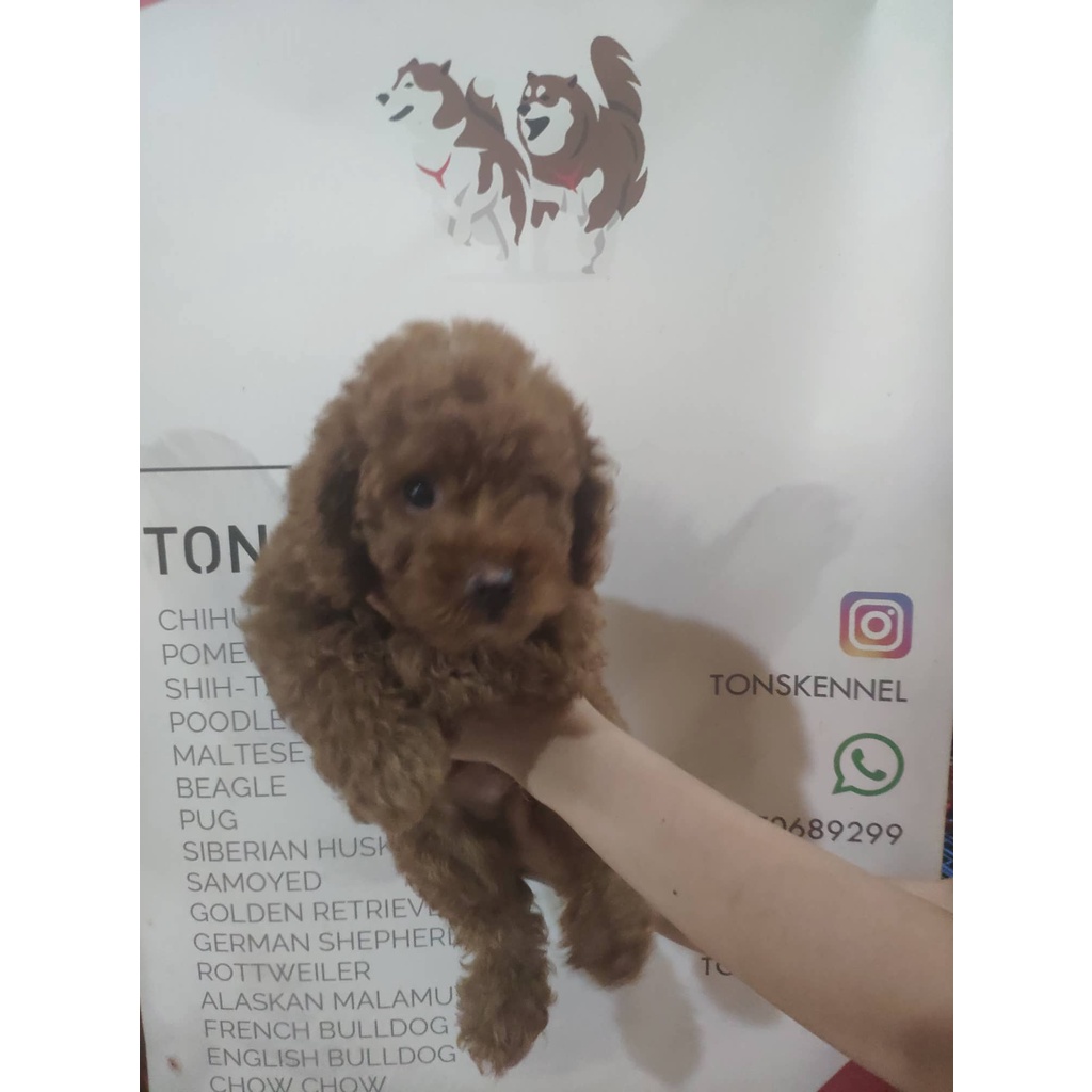 Jual Red Toy Poodle Tiny Poodle Stb Vaksin Microchip Super Red