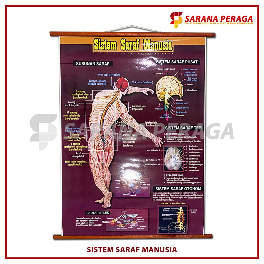 Jual SaranaPeraga - Carta Poster Gambar Sistem Saraf Manusia / Carta