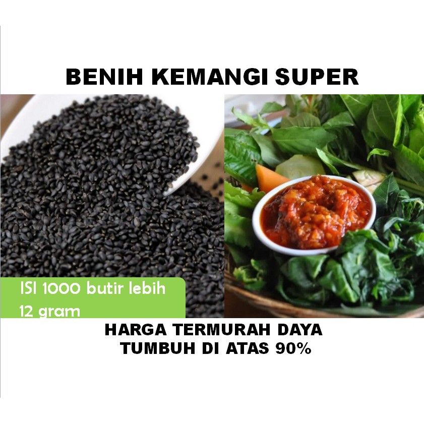 Benih kemangi super isi ribuan biji