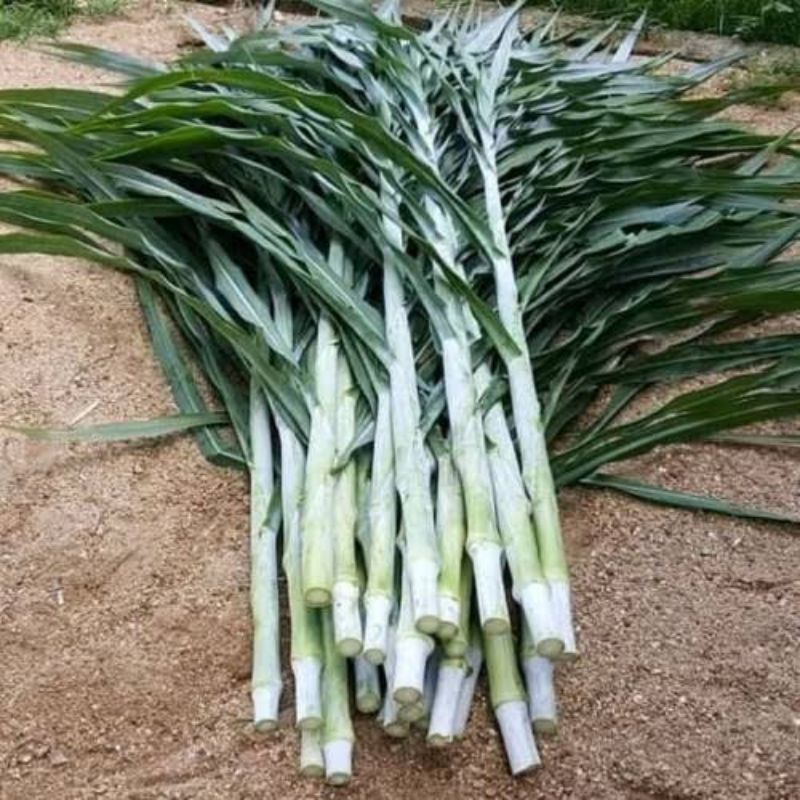 Jual Stek Bibit Rumput Zanzibar Shopee Indonesia