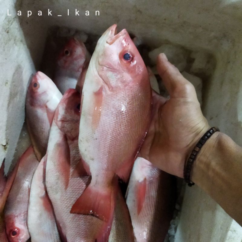 Jual Ikan Kakap Merah Sawo Segar 1kg Ikan Harian Segar Dan Bergaransi