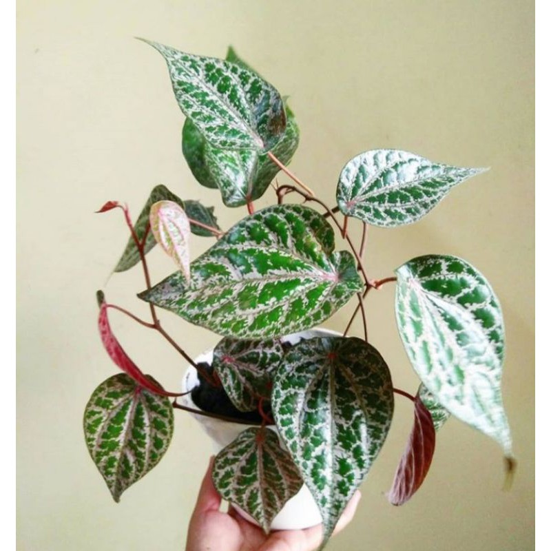 tanaman herbal sirih merah + pot stok super