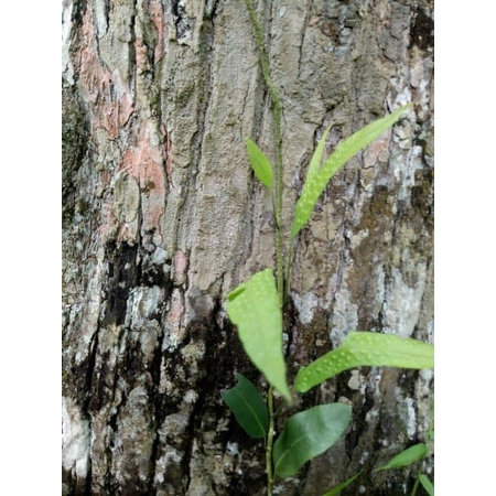 Jual Bibit Tanaman Pakis Rambat Paku Hutan Langka | Shopee Indonesia