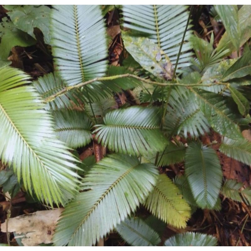 Pohon Rotan
