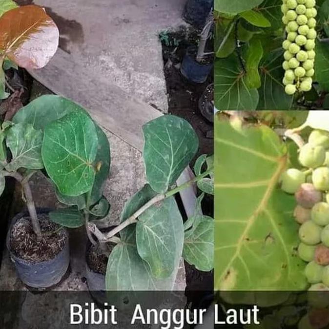 Jual V C Bibit Tanaman Buah Anggur Laut N Wf Shopee Indonesia