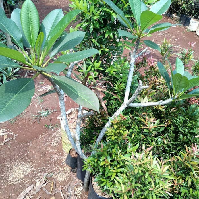 Jual Tanaman Kamboja Bali Kuning / Bibit Pohon Kamboja Tinggi 1 Meter |  Shopee Indonesia
