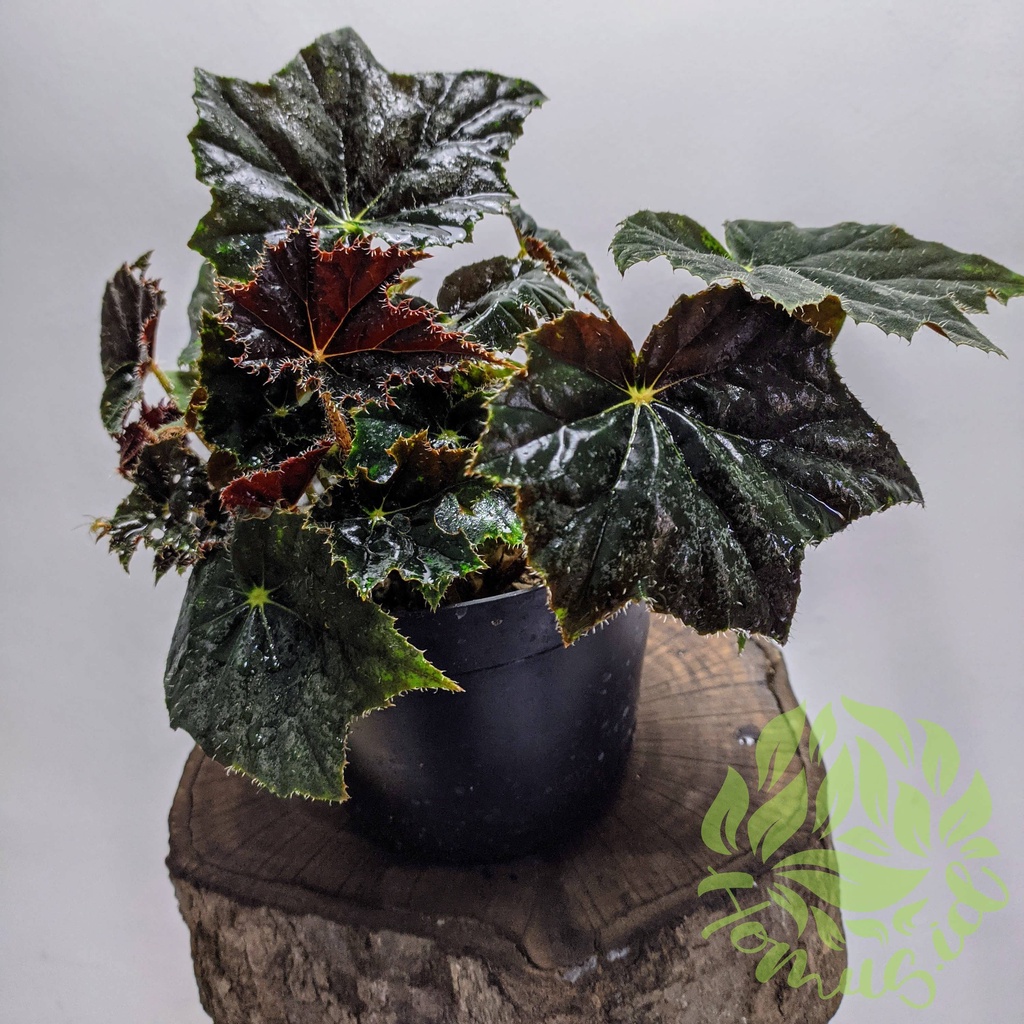 Jual Begonia black rex / tanaman hias begonia black rex | Shopee Indonesia