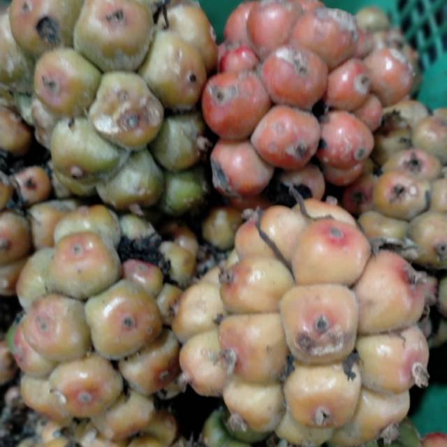Jual Buah asam cekala asli medan, berat 250 gram | Shopee Indonesia