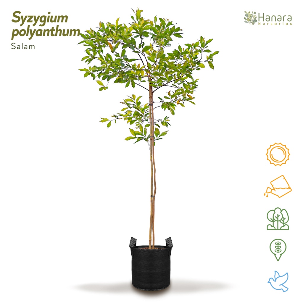 Jual Syzygium polyanthum - Salam - pohon instan/instant tree | Shopee ...