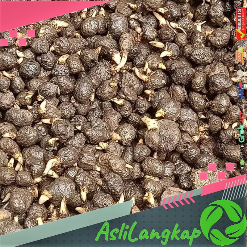 Jual Paket Bibit Katak Porang Kg Isi Biji Shopee Indonesia