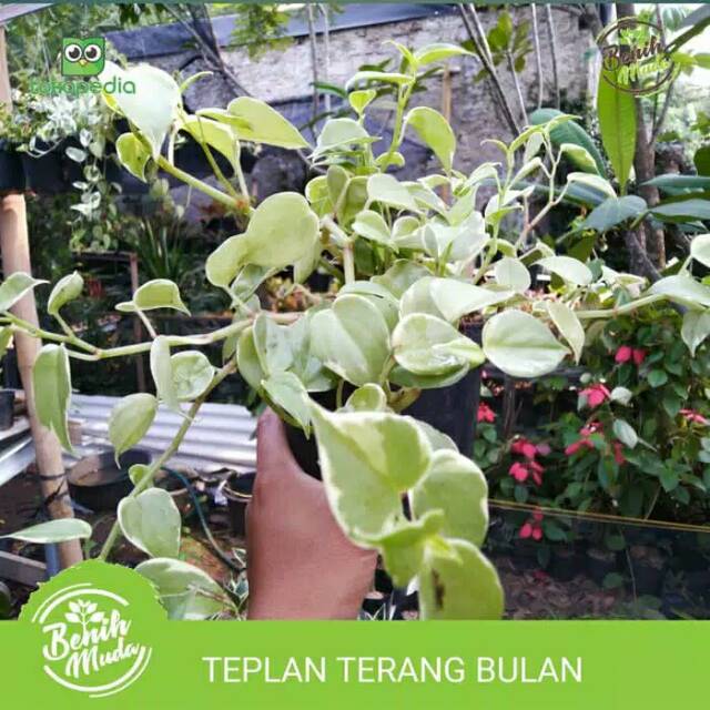 Jual Teplan Terang Bulan Teplan Variegata Tanaman Hias Gantung Shopee Indonesia