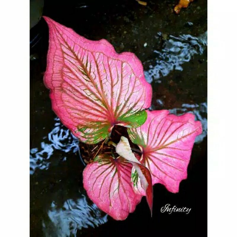 Jual Caladium Infinity (dewasa) | Shopee Indonesia