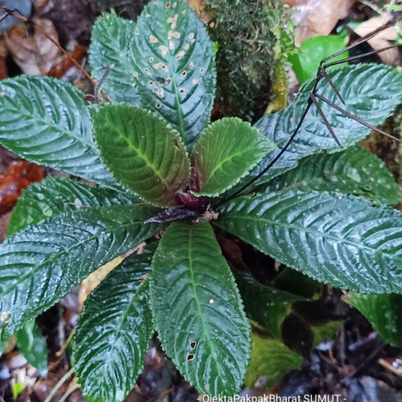Jual Tanaman Elatostema rugosum Sumatera Tanaman Hutan Sumatera Indoor ...