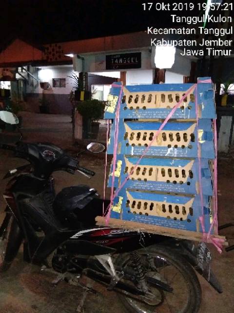 Jual DOC AKA | Shopee Indonesia