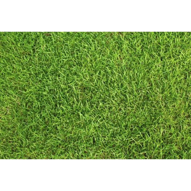 Jual rumput jepang | Shopee Indonesia