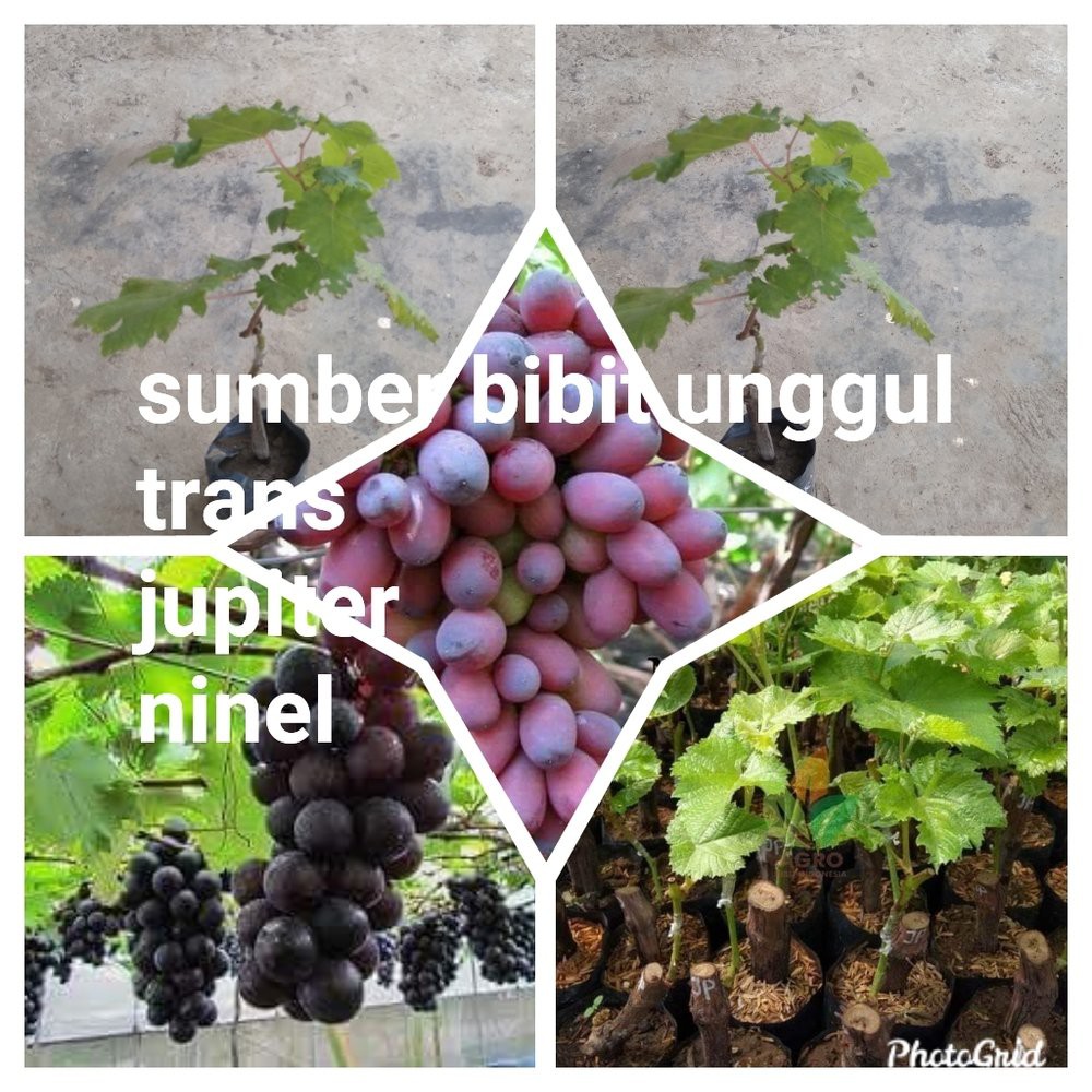 Jual Paket Bibit Anggur Import Ninel Trans Jupiter Grab It Fast