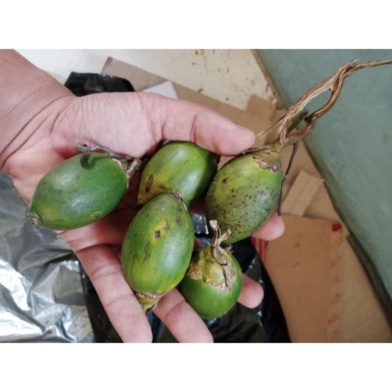 Buah pinang yang segar dan siap dikonsumsi