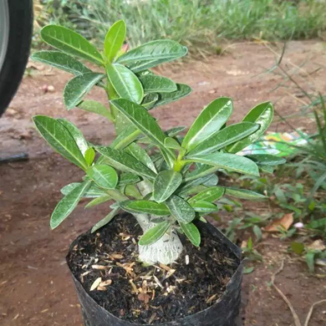 Jual Selamat Tanaman Hias Adenium Kamboja Jepang Bibit Tanaman Hias Adenium Shopee Indonesia