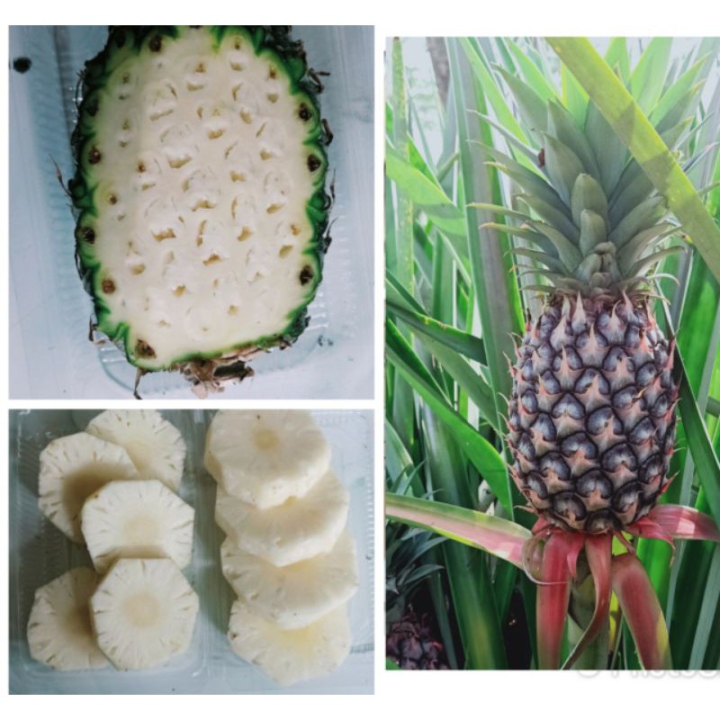 Jual NANAS MUDA KUPAS PER PCS || FRESH || buah segar | Shopee Indonesia