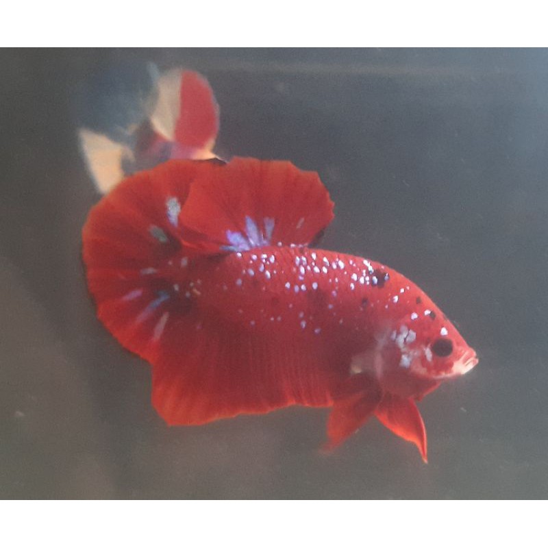 Jual ikan cupang red koi klasik galaxy | Shopee Indonesia