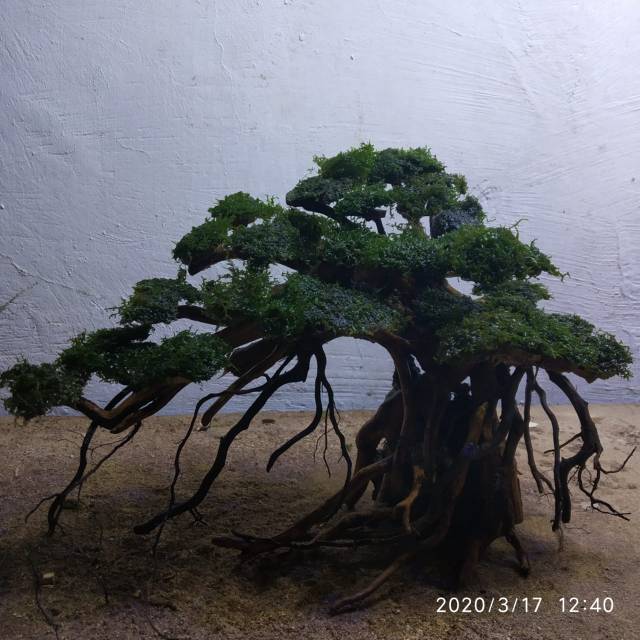 Jual Bonsai aquascape tema beringin Shopee Indonesia