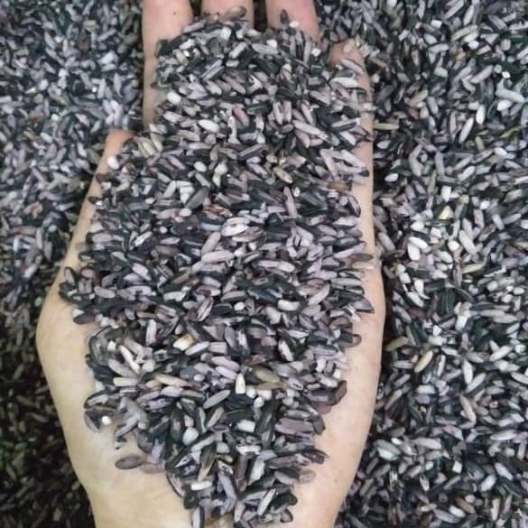 Jual Beras Ketan 1 Kg Harga Terlengkap & Harga Terbaru Juli 2026 ...