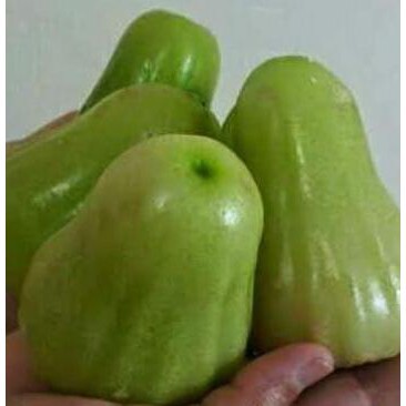 Terbaik! Bibit Tanaman Buah Jambu Super Green Original