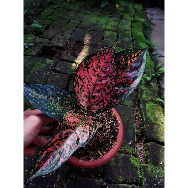 Jual Aglonema ruby wayang tanian lokal | Shopee Indonesia