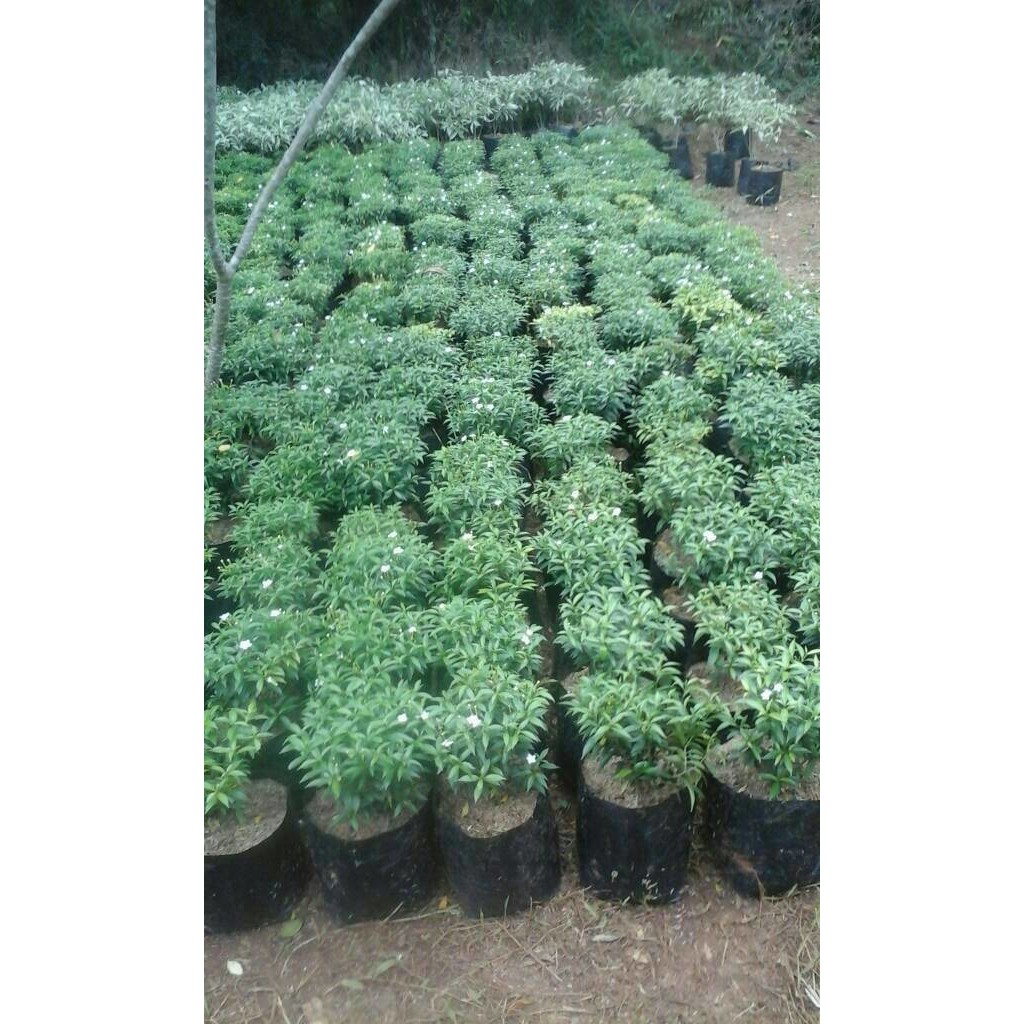 Jual rembosa mini Harga Terbaik & Termurah April 2026 | Shopee Indonesia