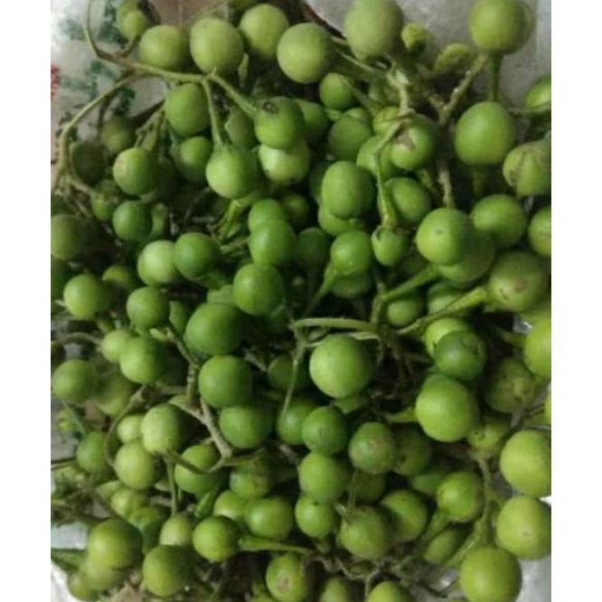 Jual Tekokak / rimbang 100 gram | Shopee Indonesia