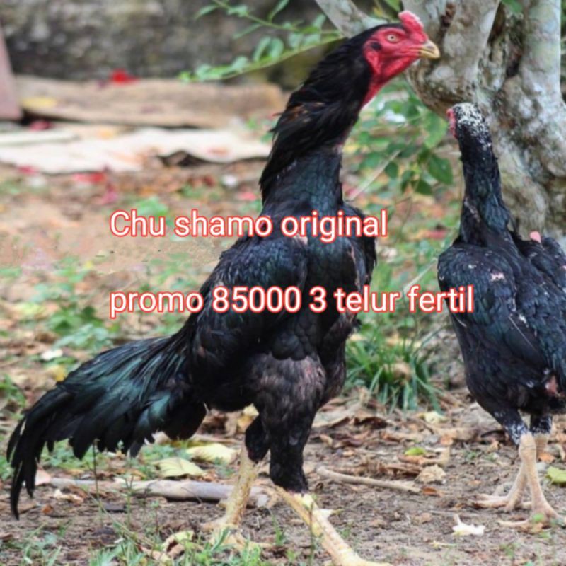 Jual telur fertil ayam Bangkok Chu shamo | Shopee Indonesia