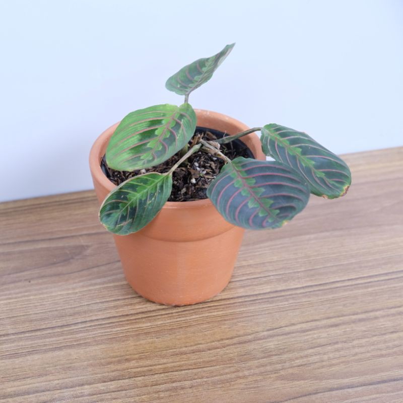 Jual Calathea Marantha | Shopee Indonesia