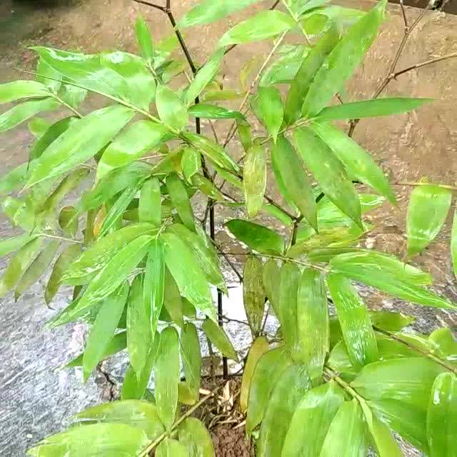 Jual Bambu Hias, Bambu Buta, Bambu Mini, bambu langka berduri | Shopee ...