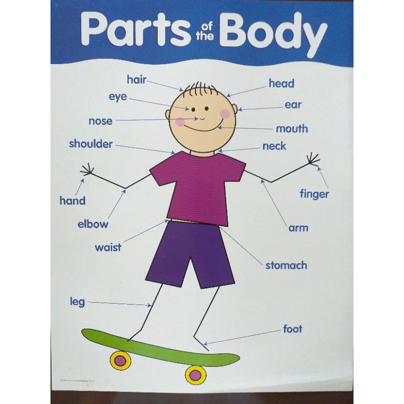 Jual Parts of the Body Chart (Poster) | Shopee Indonesia