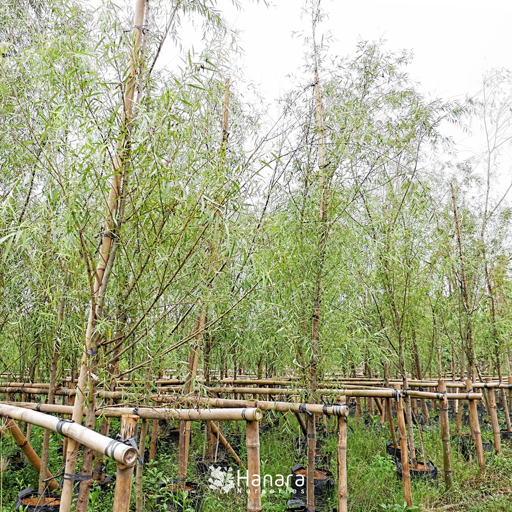 Jual Salix babylonica - Janda merana - pohon instan/instant tree ...
