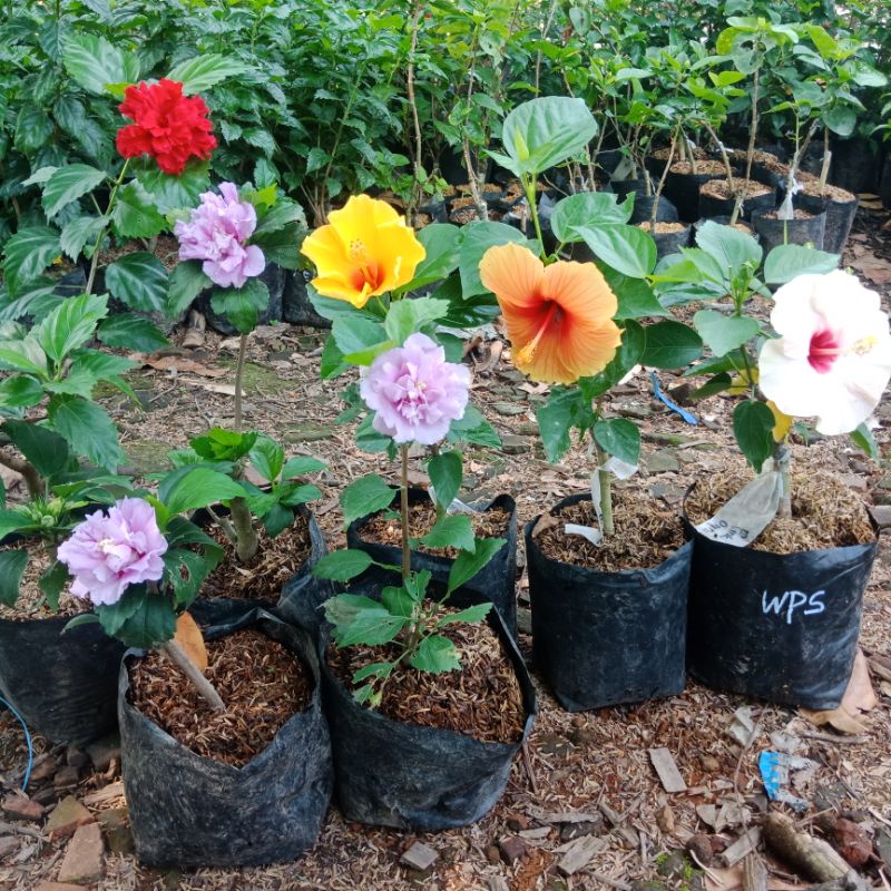 Jual Bunga sepatu Hibiscus Red Ruby tanaman hias rajin berbunga ...