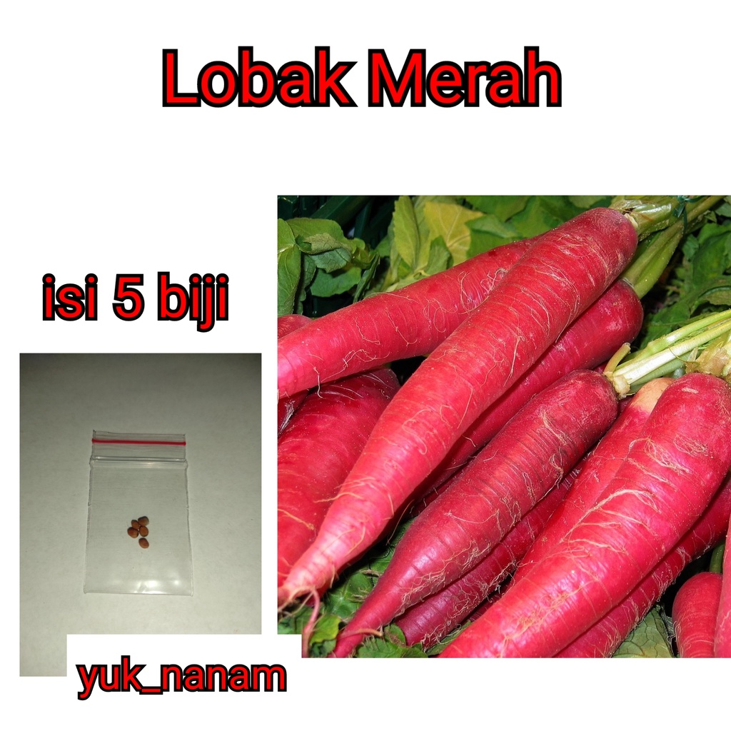 Jual 5 Benih Lobak Merah F1 Hibrida Rosy Sayuran Red Radish Known You