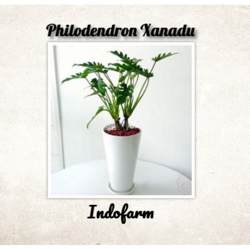 Jual Tanaman Bibit Bunga Philodendron Xanadu Shopee Indonesia