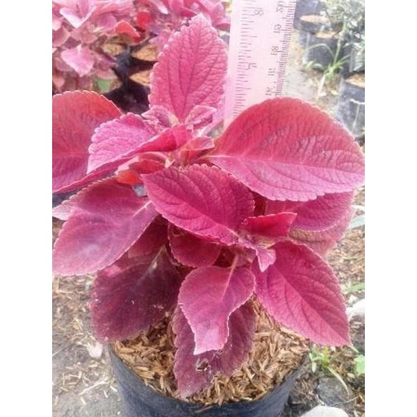 Jual Bibit Tanaman Hias Pohon Coleus Merah | Shopee Indonesia