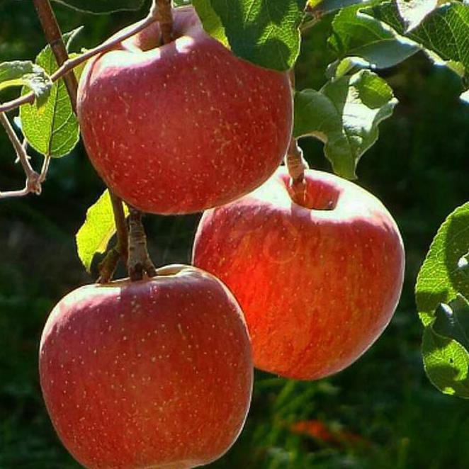 promo bibit Apel fuji merah [bisa cod]