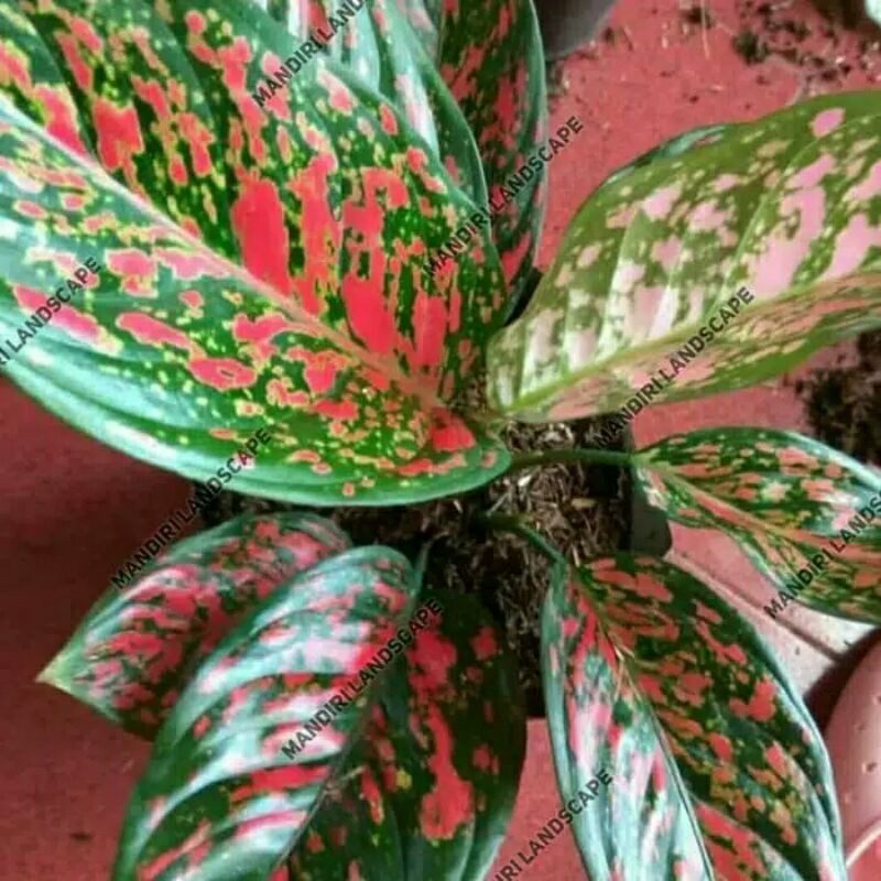 Jual Tanaman Hias Aglonema Venus Aglaonema Venus Aglo Venus Venus